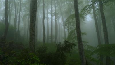 Selva de Irati con niebla